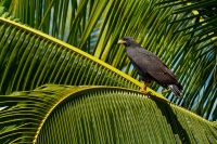 Kane tmava - Buteogallus anthracinus - Common Black Hawk o7426